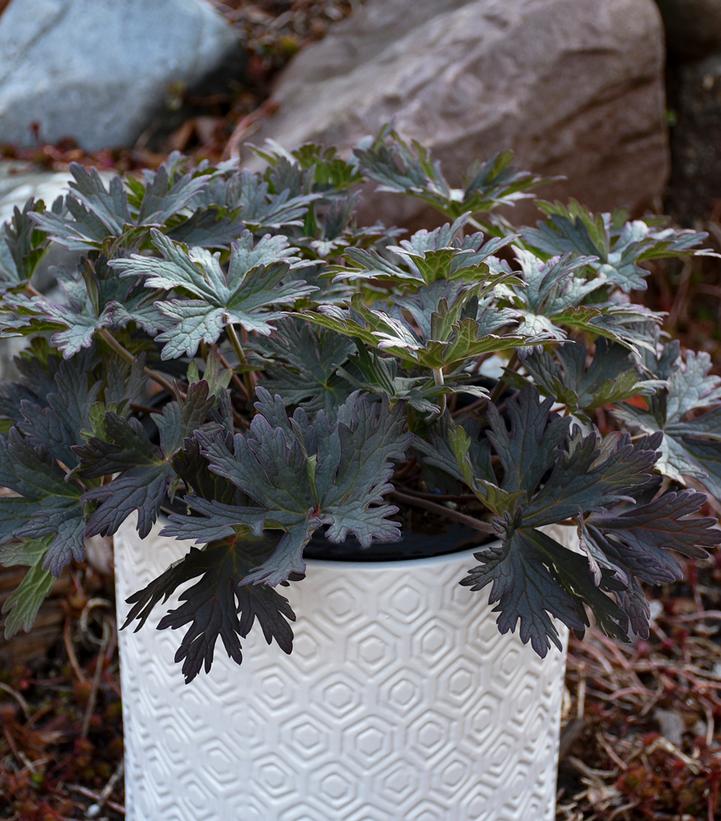 Geranium pratense 'Boom Chocolatta'