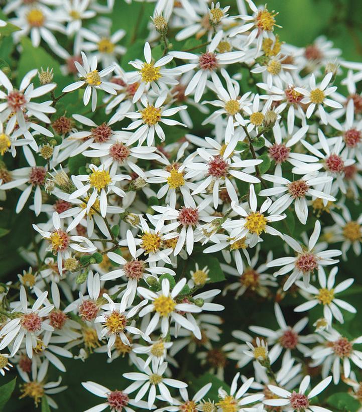 Aster divaricatus 'Eastern Star'