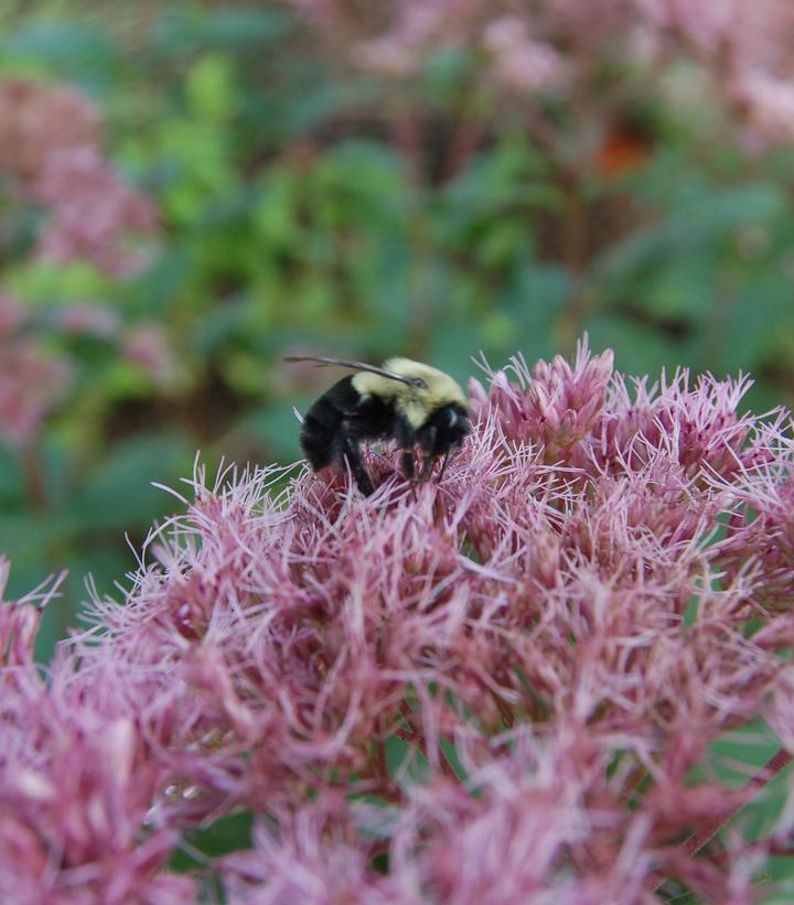 Eupatorium dubium Little Joe