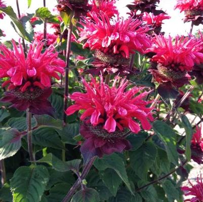 Monarda Bee-You® Bee Happy