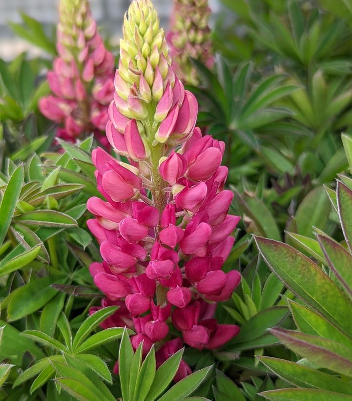 Lupinus p. lupini 'Red Shades'