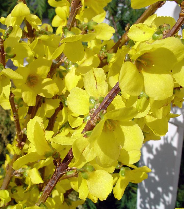 Forsythia Show Off®