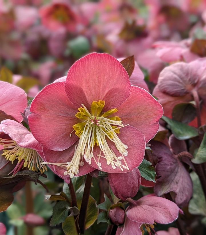 Helleborus x Frostkiss® 'Cheryl's Shine'