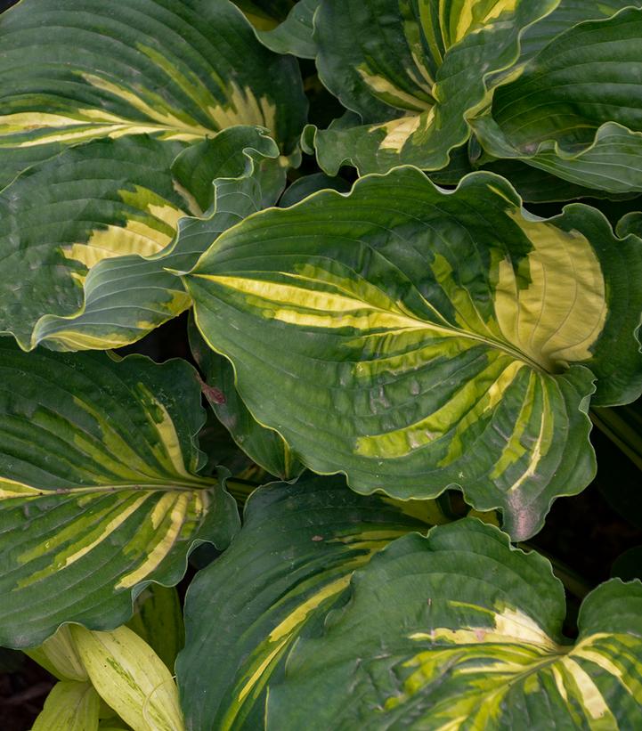 Hosta 'Lakeside Paisley Print'