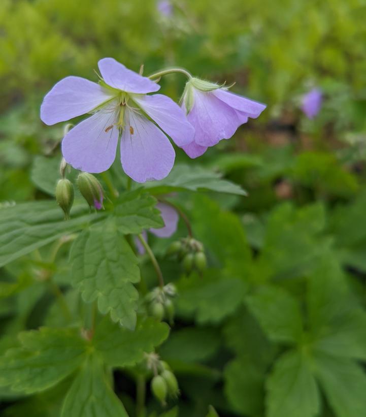 Geranium maculatum 