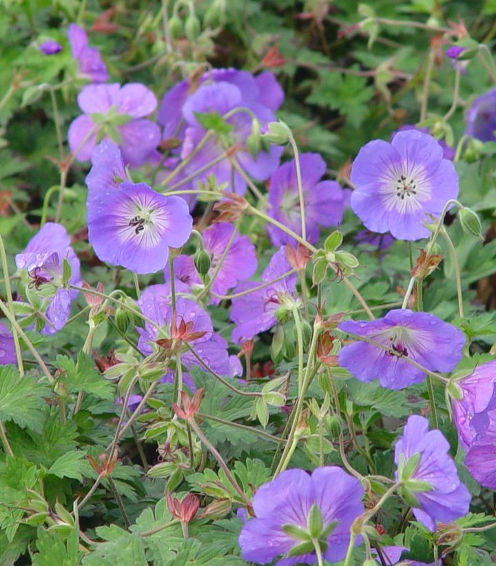 Geranium Rozanne