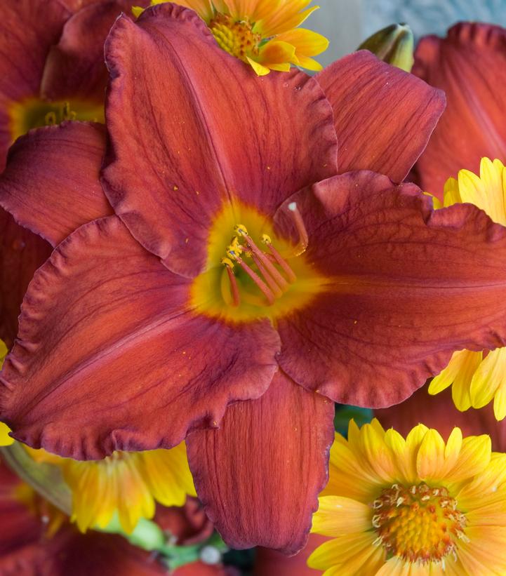 Hemerocallis 'Chicago Apache'