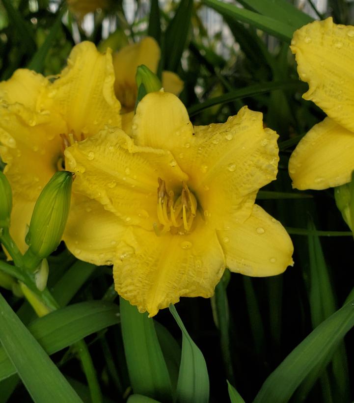 Hemerocallis Happy Returns