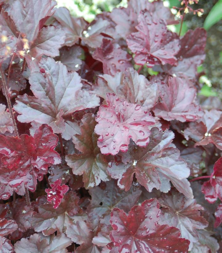 Heuchera Obsidian