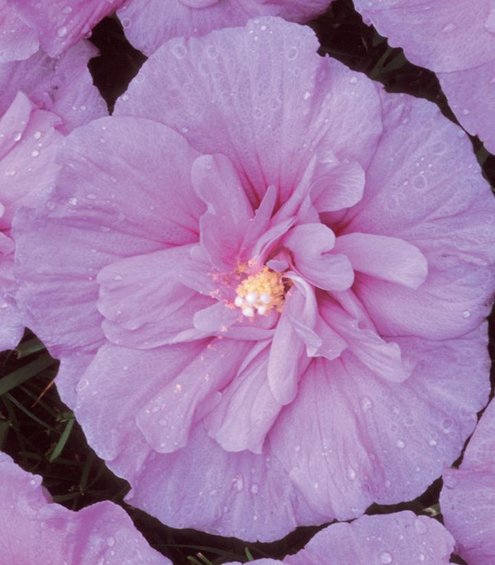 Hibiscus syriacus Lavender Chiffon®