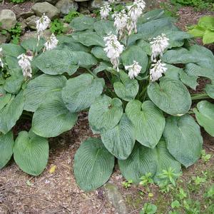 Hosta sieboldiana Elegans