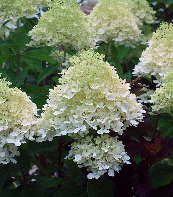 Hydrangea pan. 'Limelight'