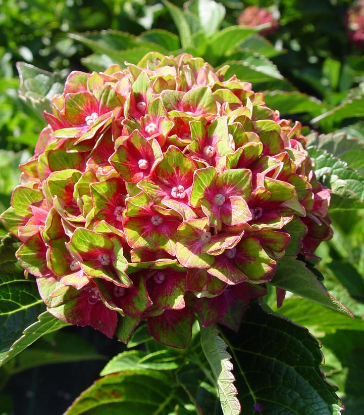 Hydrangea mac. Next Generation® Pistachio