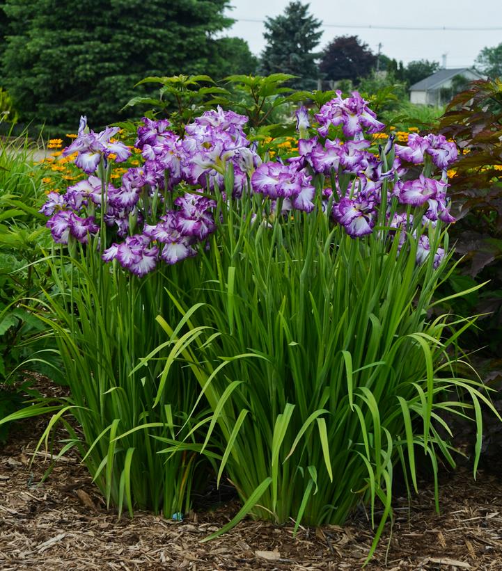 Iris ensata 'Lion King'