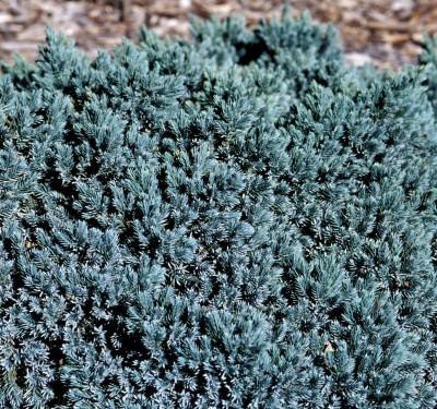 Juniperus squamata 'Blue Star'