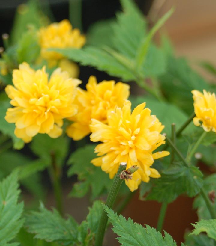 Kerria japonica Pleniflora