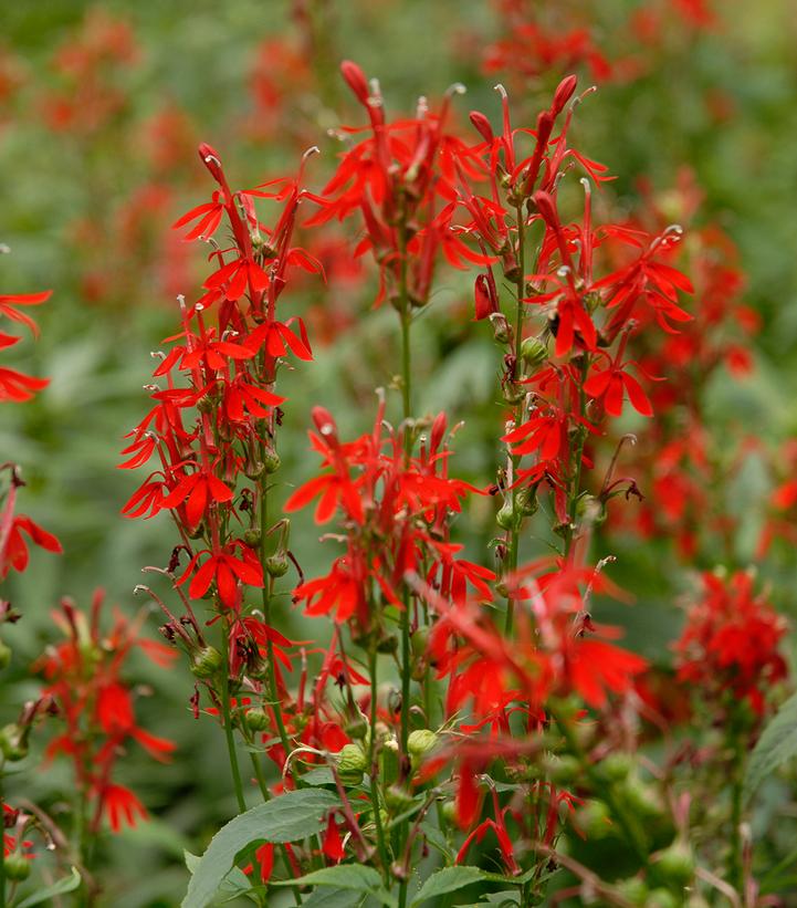 Lobelia cardinalis 