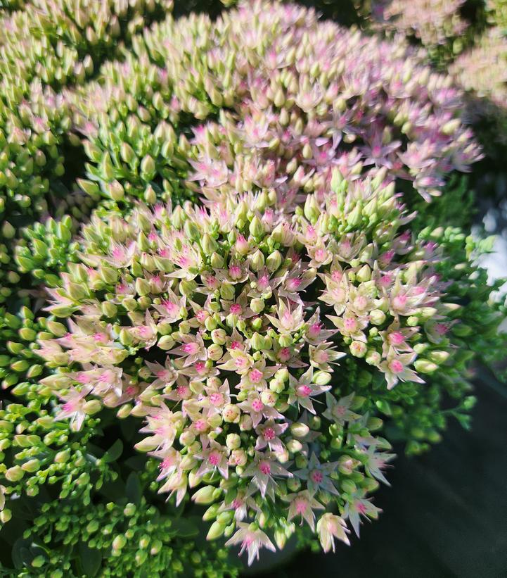 Sedum hybrid Rock 'N Round™