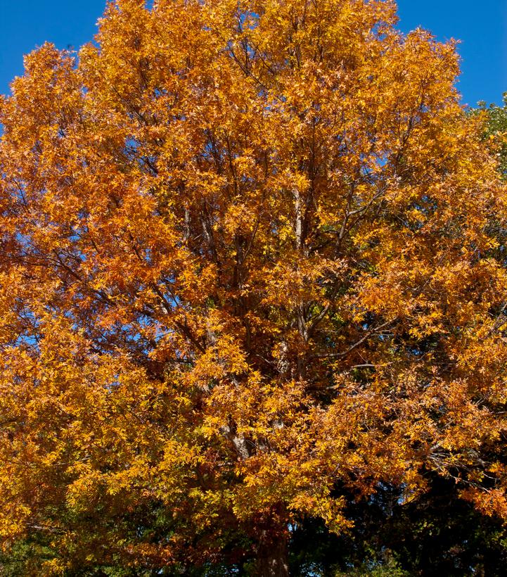 Quercus alba 