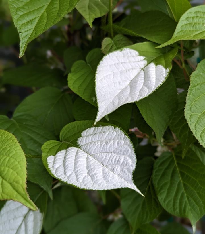 Actinidia 'September Sun'