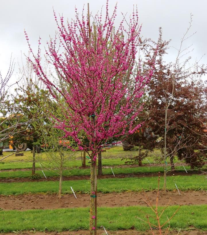 Cercis canadensis Northern Herald®