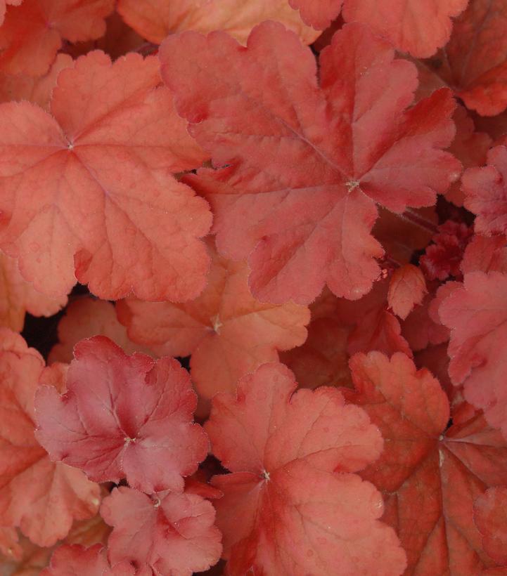 Heuchera 'Fire Alarm'