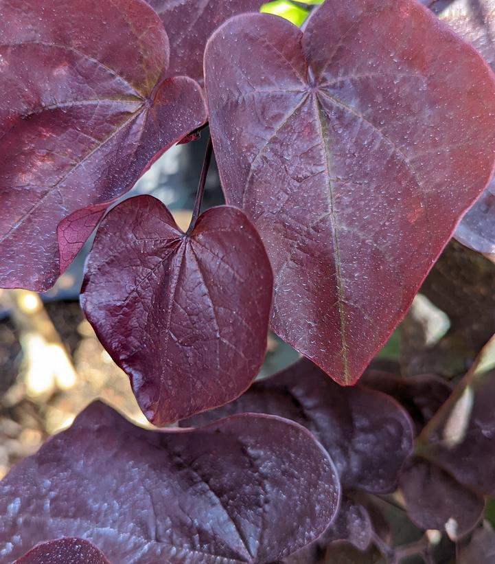 Cercis canadensis Black Pearl™