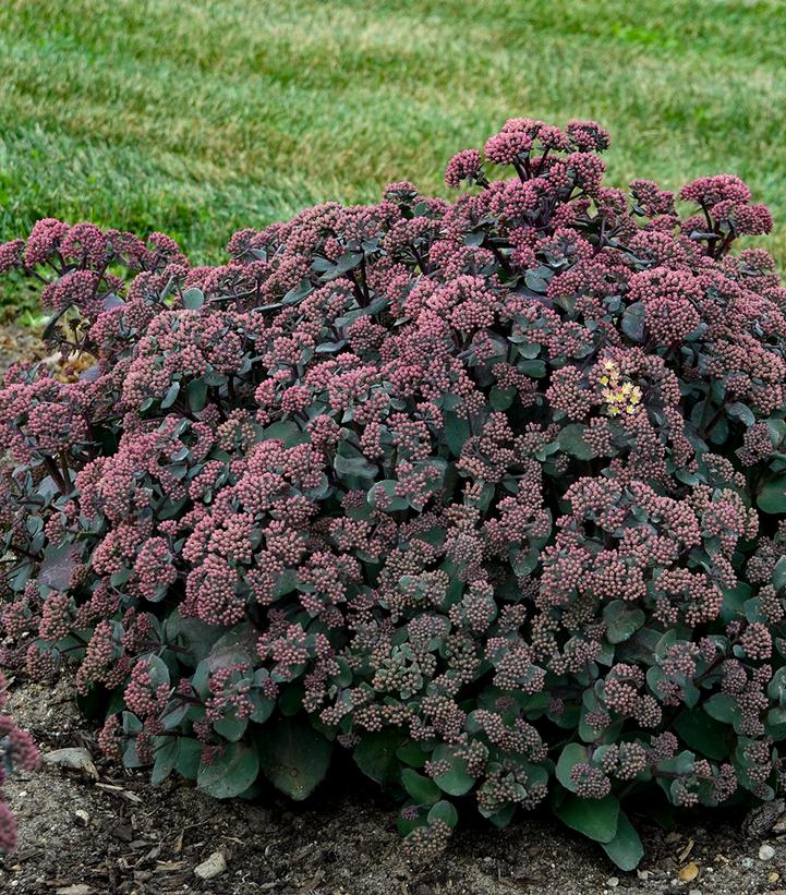 Sedum 'Spellbound'