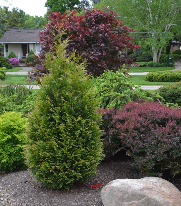 Thuja x plicata 'Junior Giant'