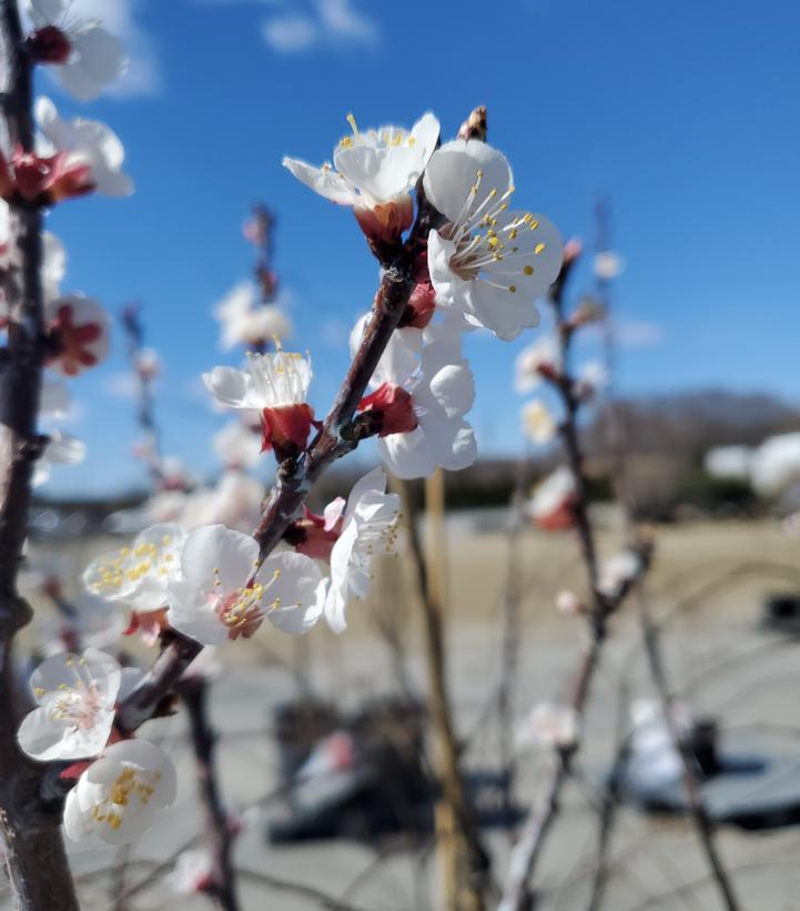 Prunus 'Goldbar'