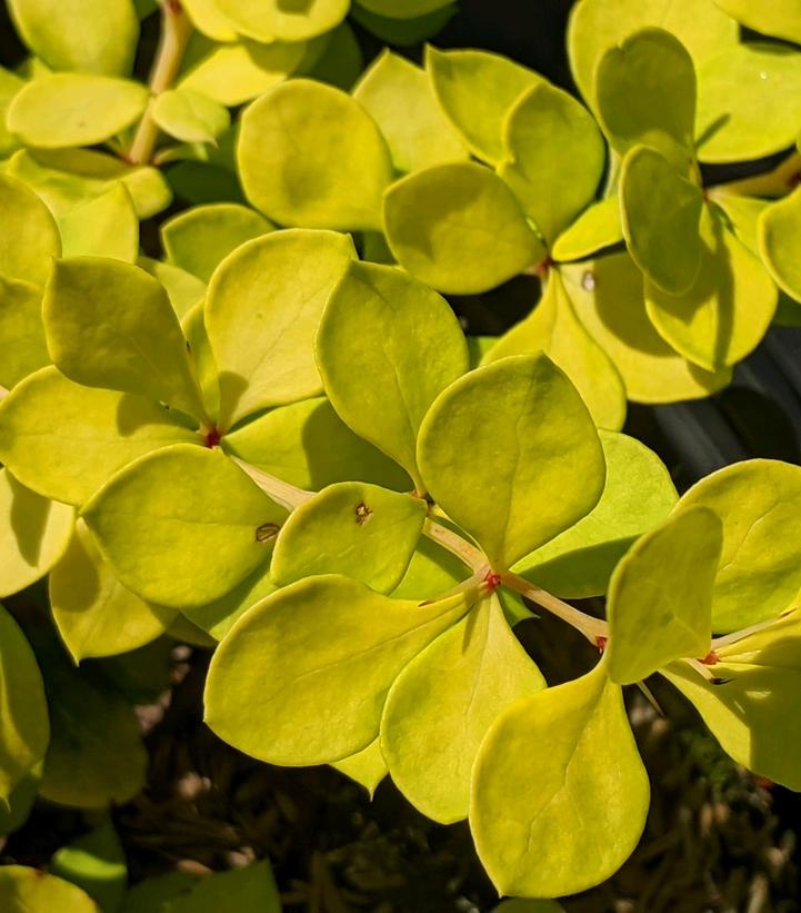 Berberis WorryFree® Lemon Cutie®