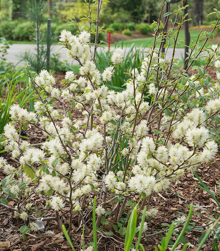 Fothergilla x intermedia Legend Of The Fall®