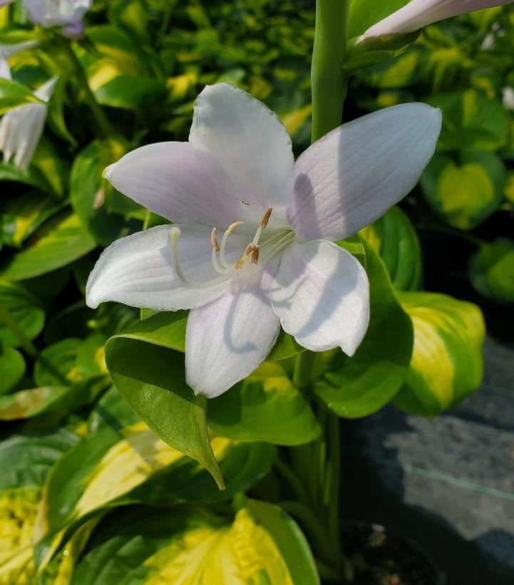 Hosta 'Avocado'