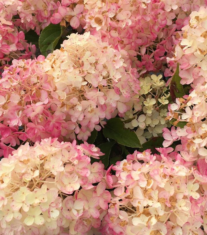 Hydrangea pan. Fire Light Tidbit®