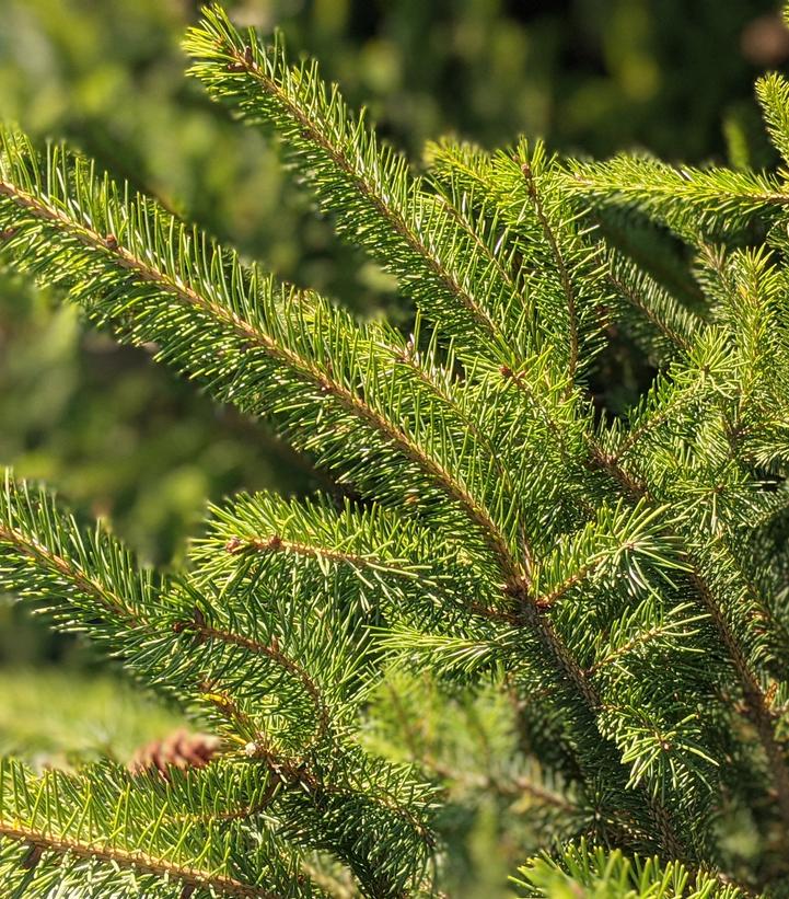 Picea glauca 'Montrose Charm'