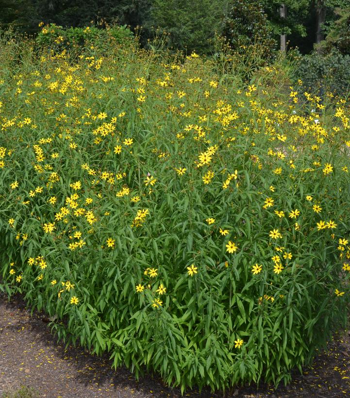 Coreopsis tripteris 'Gold Standard'