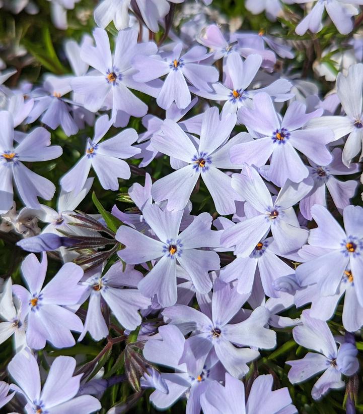 Phlox subulata Spring Blue