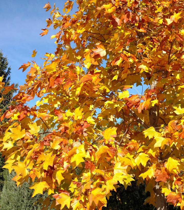 Liriodendron tulipifera 