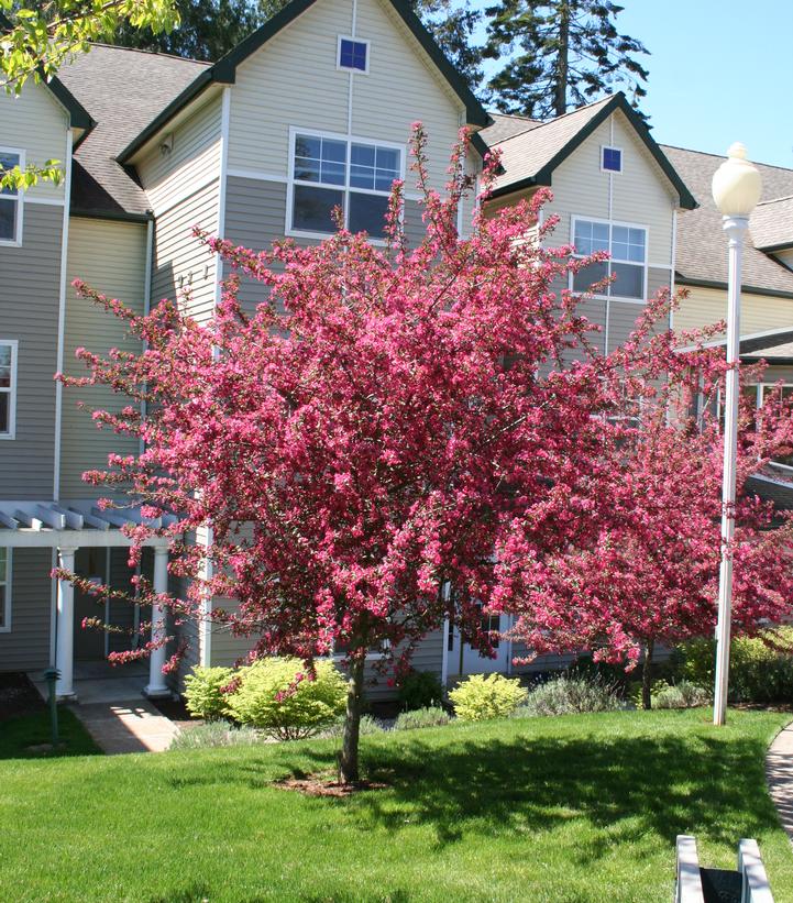 Malus X 'Prairiefire'