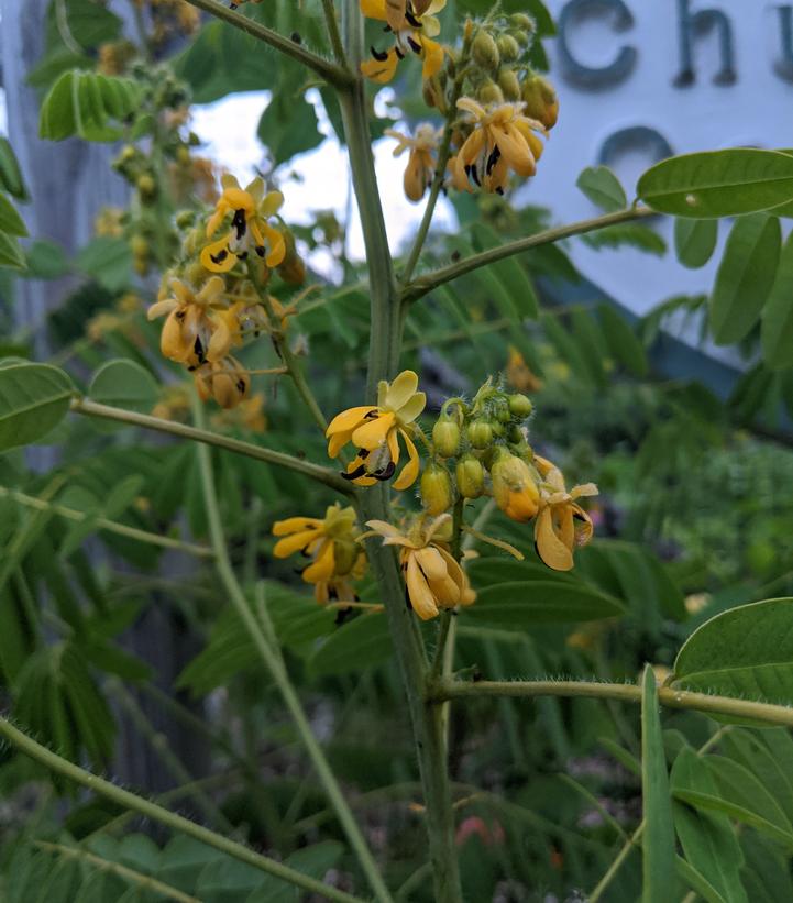 Senna hebecarpa 