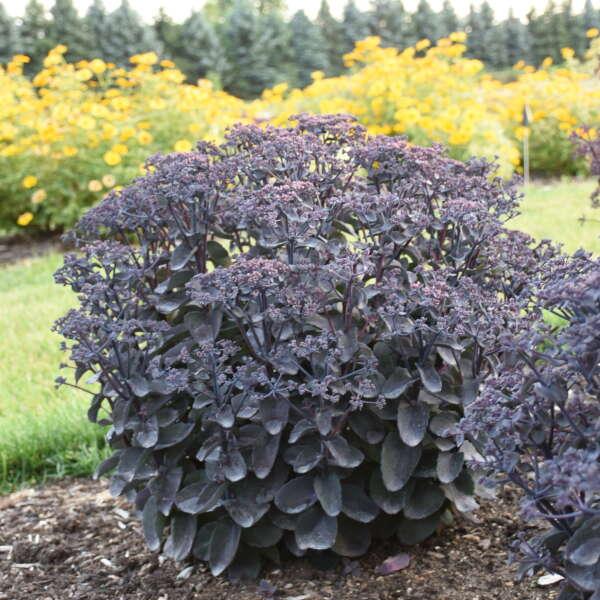 Sedum Rock 'N Grow® 'Back in Black