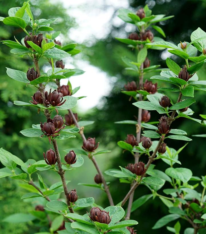 Calycanthus x Simply Scentsational®