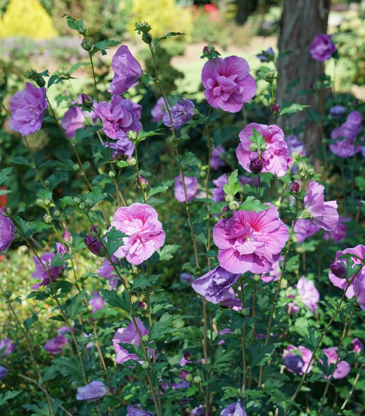 Hibiscus syriacus Dark Lavender Chiffon®