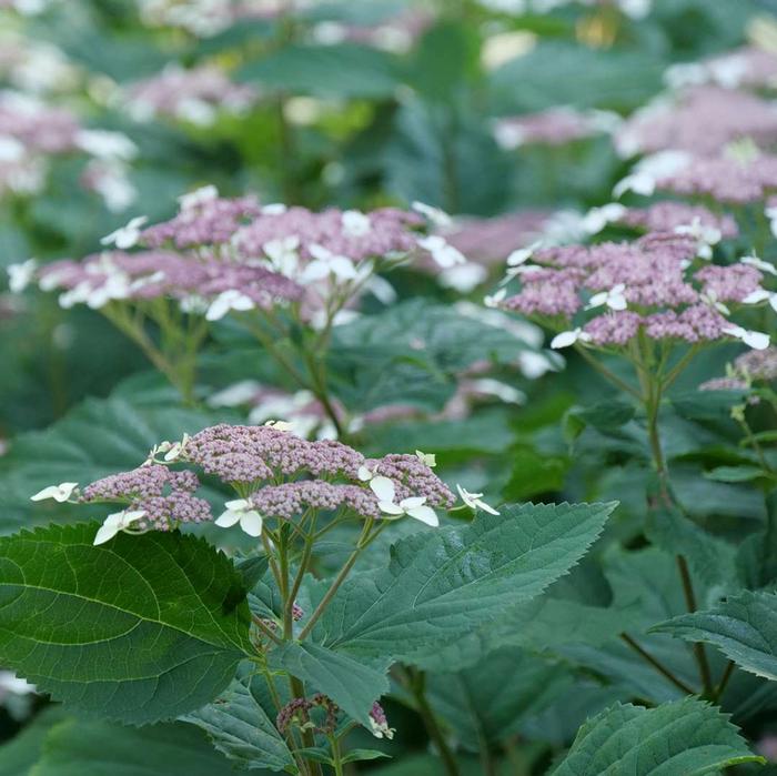 Hydrangea arborescens subsp. radiata Invincibelle Lace®