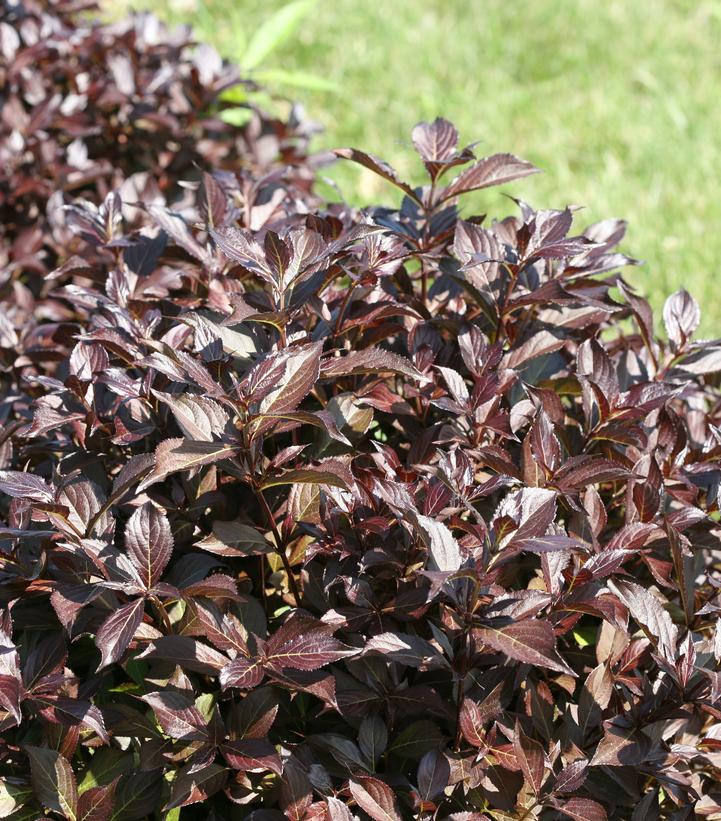 Weigela florida Midnight Wine Shine®