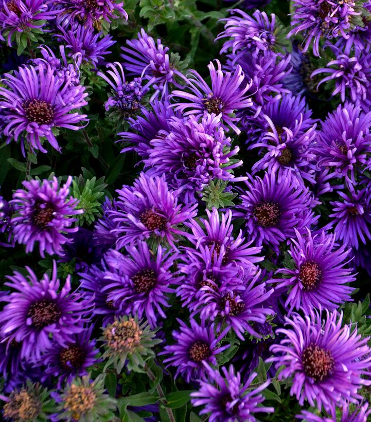 Aster novae-angliae 'Grape Crush'