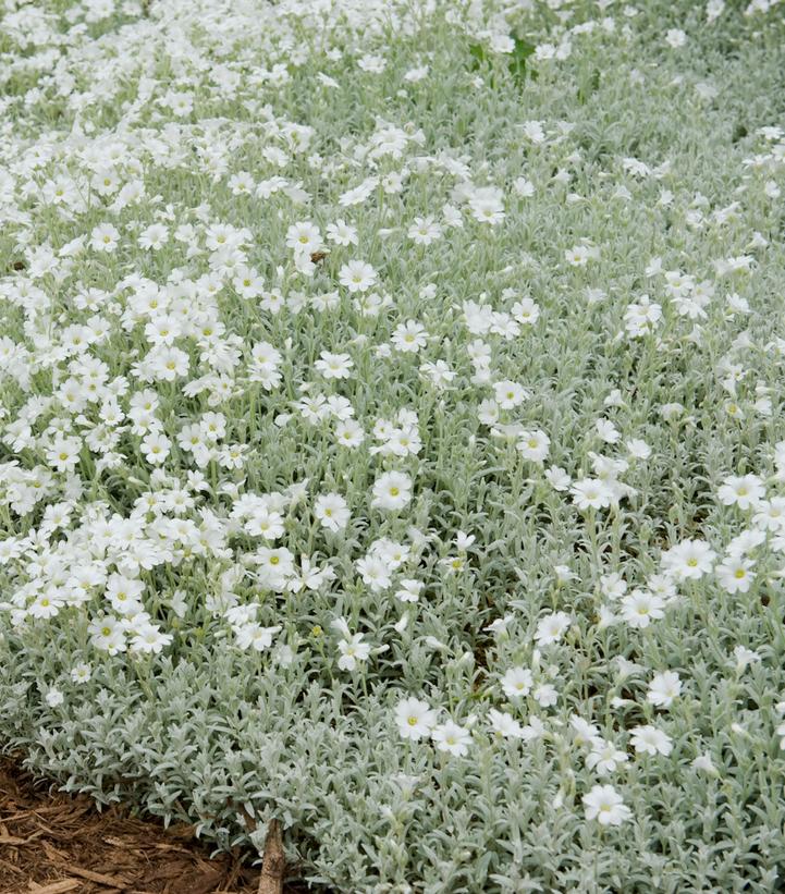 Cerastium tomentosum 'YoYo'