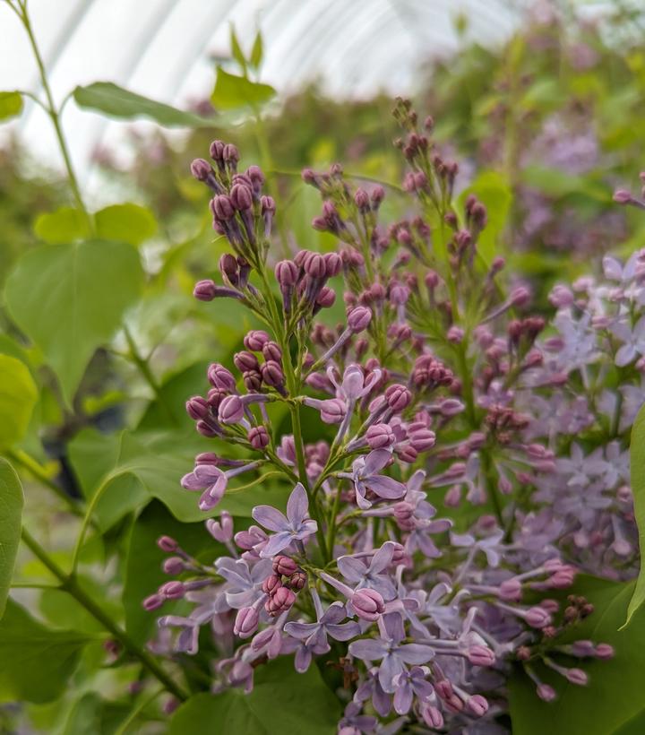 Syringa vulgaris New Age™ Lavender