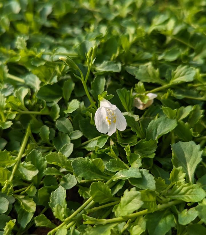 Mazus reptans Albus