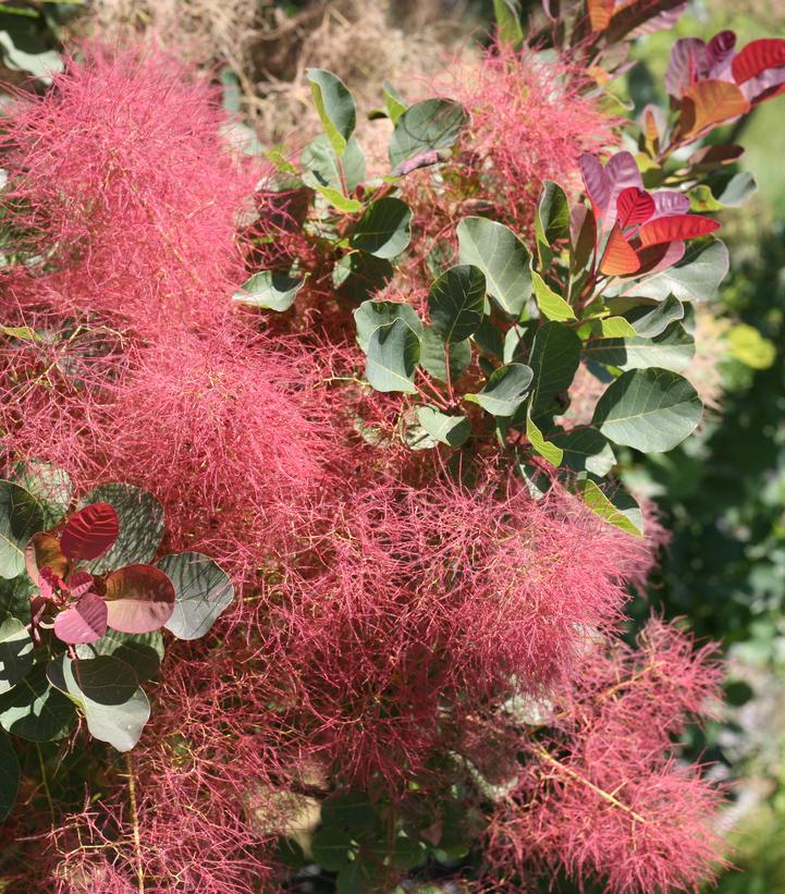 Cotinus coggygria The Velvet Fog®